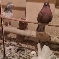 کبوتر|پرنده|قم, باجک دو|دیوار