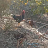 خروس|حیوانات مزرعه|محمدشهر, محمدشهر|دیوار