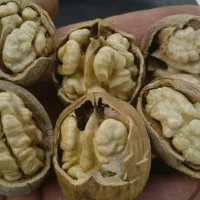 گردو تویسرکان|خوردنی و آشامیدنی|خمینی‌شهر, |دیوار