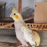 عروس هلندی|پرنده|میناب, |دیوار