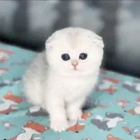 شهر گربه خاص بامزه ( بریتیش پرشین اسکاتیش )