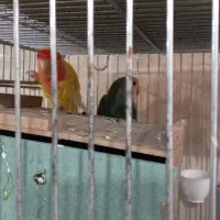 کاسکو مرغ عشق  و عروس  کوتوله مولد  قناری  مینا|پرنده|اصفهان, کوجان|دیوار