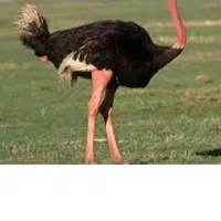 شترمرغ و بوقلمون و مرغ و خروس