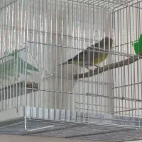 سهره سبز ملی|پرنده|خرم‌آباد, |دیوار