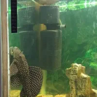 ماهی لجن خوار پلنگی ـ طول ۲۰ تا ۲۵ سانت|ماهی|شیروان (خراسان), |دیوار