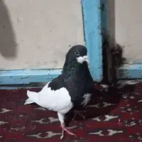 فروش ماده چپ سیاه