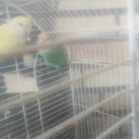 طوطی برزیلی مولد با جوجه