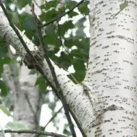 ارائه نهال یکساله کبوده به قیمت ۴۰ هزار تومان|خدمات باغبانی و درختکاری|بیرجند, |دیوار