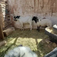 بره نر با کره
