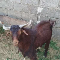 سه تروشت با یک بربری دوقلو زای شیری