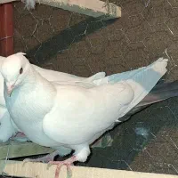 کبوتر غریب|پرنده|سنندج, |دیوار