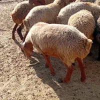 گوسفند برماده