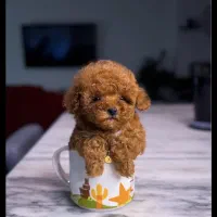 تاینی پودل رنگ رد|سگ|تهران, شهرک غرب|دیوار