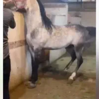 پانسیون اسب