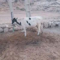 گاو دو رگه داشتی و  آبستن...