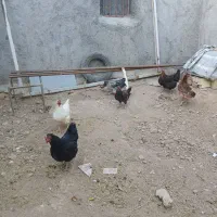 مرغ تخمگذار