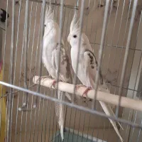 عروس هلندی دوکت البینو مولد