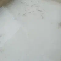 بچه ماهی