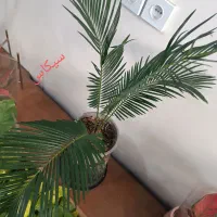 انواع  گل آپارتمانی|گل و گیاه طبیعی|رباط‌کریم, رباط‌کریم|دیوار