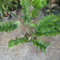 حراج گلهای  اپارتمانی فقط ۱۵۰ و۱۸۰