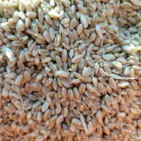 گندم پیشگام برای دام و کاشت