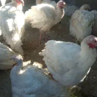 بوقلمون پرورشی|حیوانات مزرعه|بیستون, |دیوار