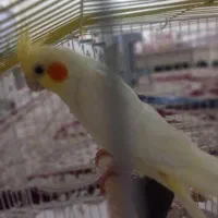 عروس هلندی|پرنده|جم, |دیوار
