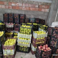 سیب سفید و قرمز|خوردنی و آشامیدنی|هریس, |دیوار