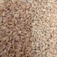 خریدار گندم بوجاری شده دیم بدون سم