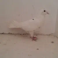 کفتر سفید غریب گیر|پرنده|ملایر, |دیوار