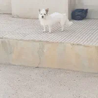 اشپتز ماده