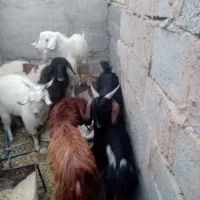 کره محلی از 8کیلو گوشت تا 15