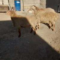 قوچ مغان گوسفند گاو بز