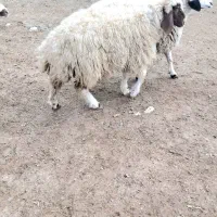 بره ماده|حیوانات مزرعه|کوزران, |دیوار