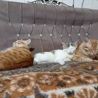 واگذاری گربه|گربه|ساوه, |دیوار