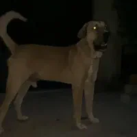 سگ عراقی کردی پژدر