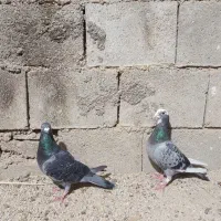 سه جفت نرماده پلاکی|پرنده|بوشهر, |دیوار