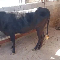 گوساله ماده|حیوانات مزرعه|کرمانشاه, |دیوار