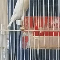 فروش قناری نر|پرنده|فردیس, شهرک شهید حسینی|دیوار