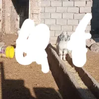 بزعاله نر وبز زاییده