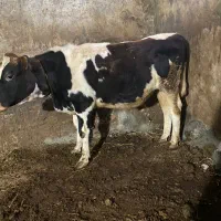 یک راس گوساله|حیوانات مزرعه|اردبیل, |دیوار