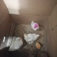 جوجه مرغ و خروس رنگی