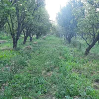 فروش-باغ