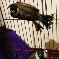 طوطی برزیلی|پرنده|رشت, انصاری|دیوار