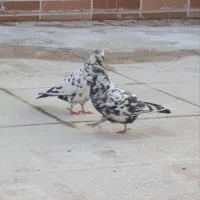 کفتر|پرنده|تربت‌حیدریه, مظفریه|دیوار