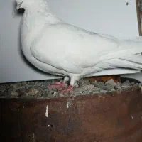 چشم نوک سفید