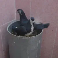 کبوتر|پرنده|شیروان (خراسان), |دیوار