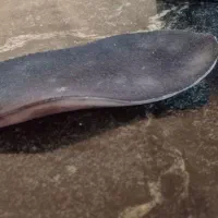 کفش مختص بچه های کف پا صاف شماره 22 با کفی|کفش و لباس بچه|خنج, |دیوار