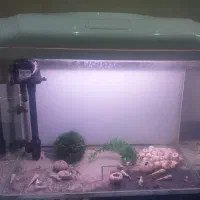 آکواریوم|ماهی|قم, بنیاد|دیوار