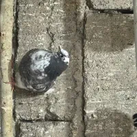 کفتر پرشی|پرنده|قره قوین, |دیوار